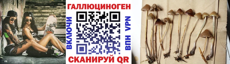 где продают   Старица  Псилоцибиновые грибы Cubensis 